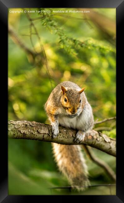 Squirrel on a branch Framed Print by Kevin Ford