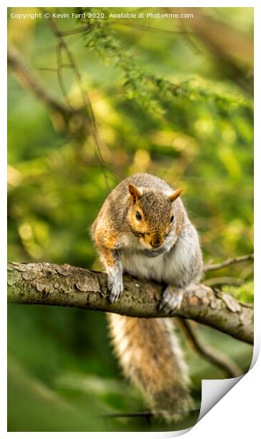 Squirrel on a branch Print by Kevin Ford