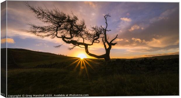 The Lone Tree at Roseberry Topping at sunrise Canvas Print by Greg Marshall