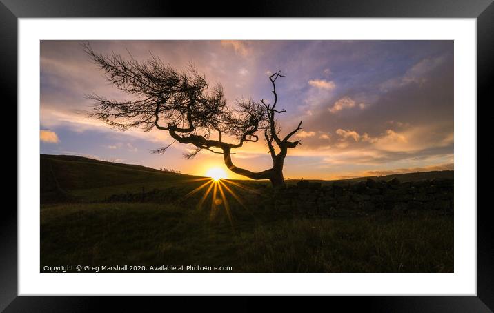 The Lone Tree at Roseberry Topping at sunrise Framed Mounted Print by Greg Marshall