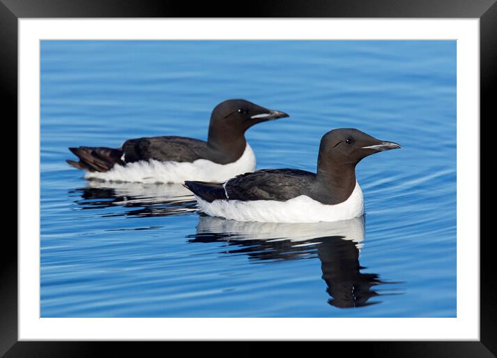 Two Thick-Billed Murres at Sea Framed Mounted Print by Arterra 