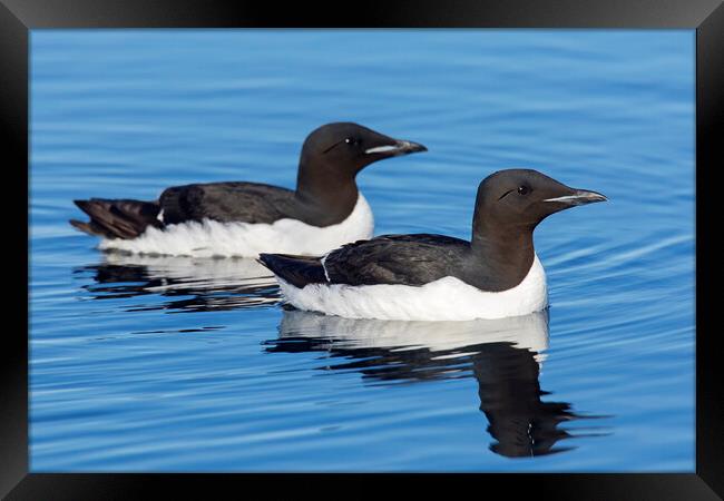 Two Thick-Billed Murres at Sea Framed Print by Arterra 