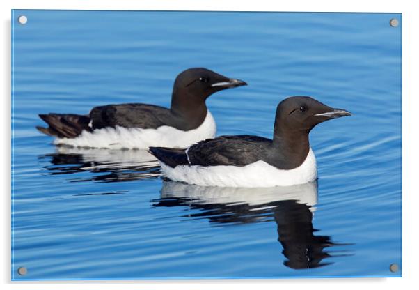 Two Thick-Billed Murres at Sea Acrylic by Arterra 