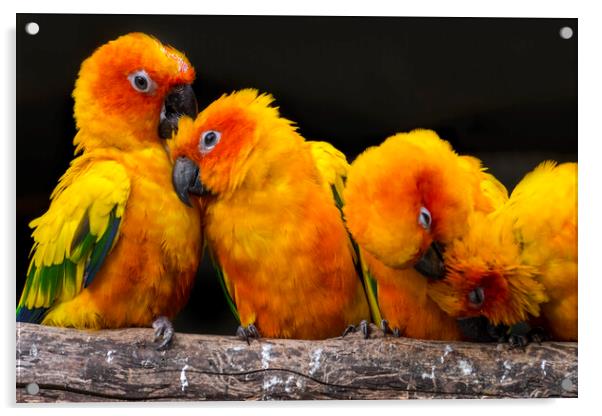 Sun Parakeets Grooming Acrylic by Arterra 