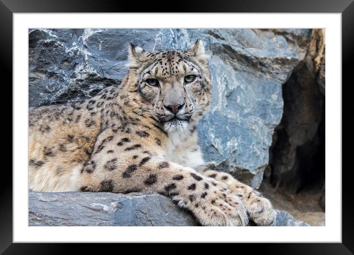 Snow Leopard Resting in Rock Face Framed Mounted Print by Arterra 