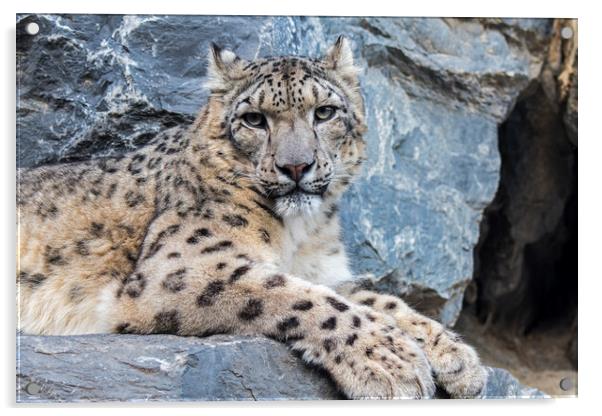 Snow Leopard Resting in Rock Face Acrylic by Arterra 