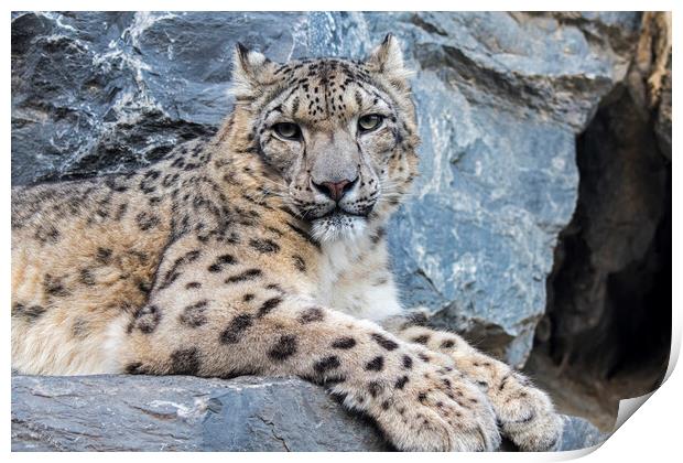 Snow Leopard Resting in Rock Face Print by Arterra 