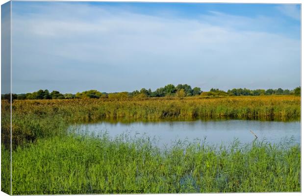 Strumpshaw Fen, Norfolk Canvas Print by Chris Yaxley