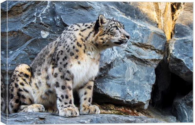 Snow Leopard on Rock Ledge Canvas Print by Arterra 