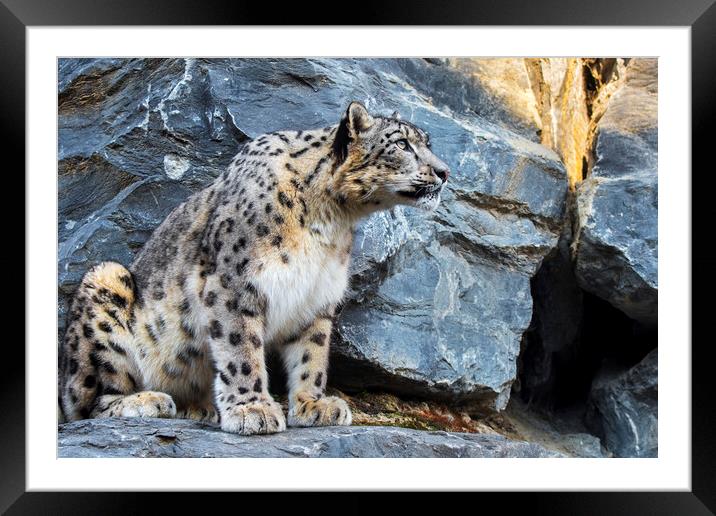 Snow Leopard on Rock Ledge Framed Mounted Print by Arterra 