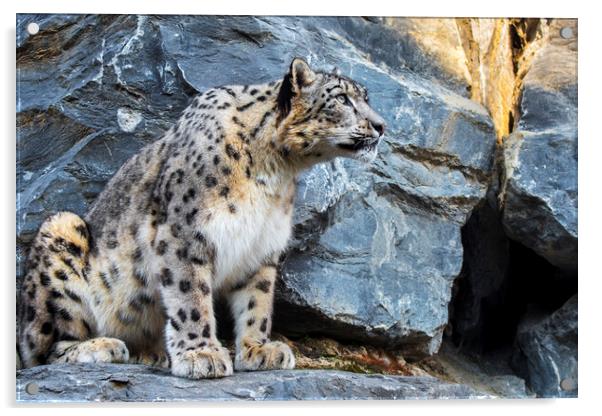 Snow Leopard on Rock Ledge Acrylic by Arterra 