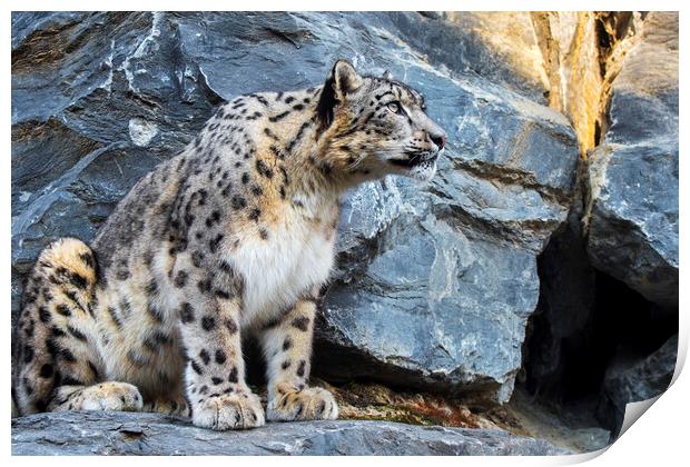 Snow Leopard on Rock Ledge Print by Arterra 