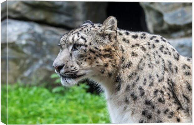 Snow Leopard Portrait Canvas Print by Arterra 