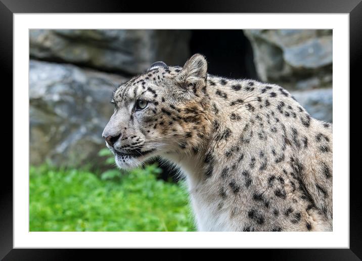 Snow Leopard Portrait Framed Mounted Print by Arterra 