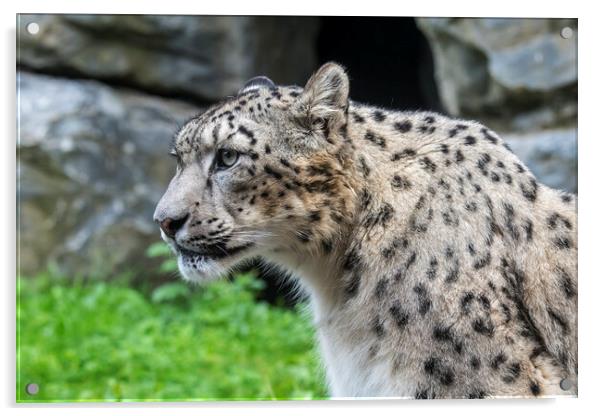 Snow Leopard Portrait Acrylic by Arterra 