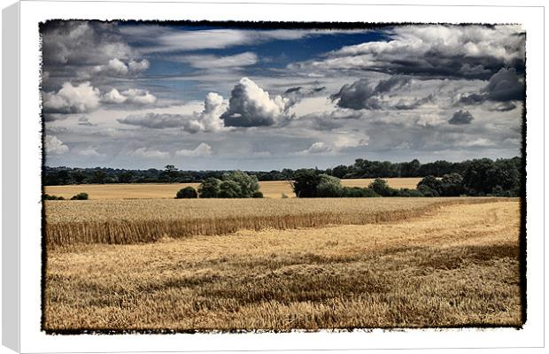 Clouds & Corn Canvas Print by peter tachauer