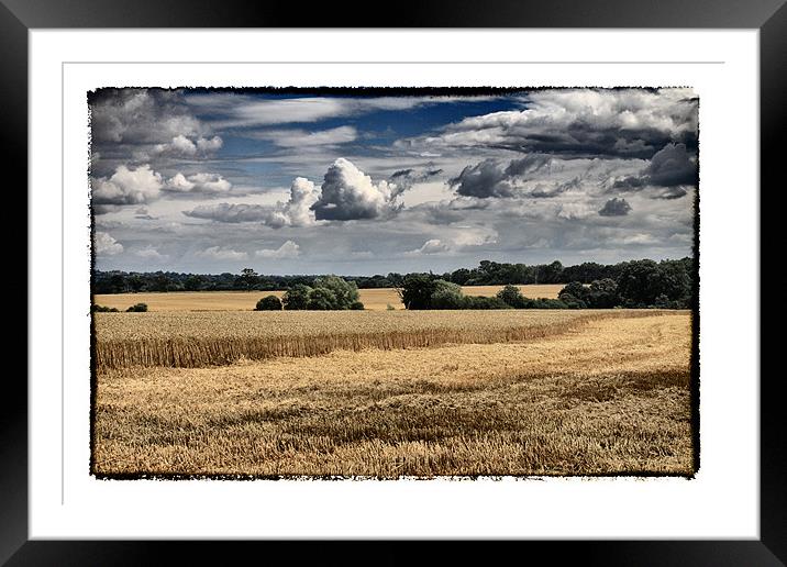 Clouds & Corn Framed Mounted Print by peter tachauer
