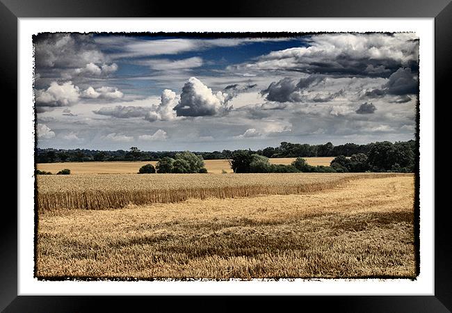 Clouds & Corn Framed Print by peter tachauer