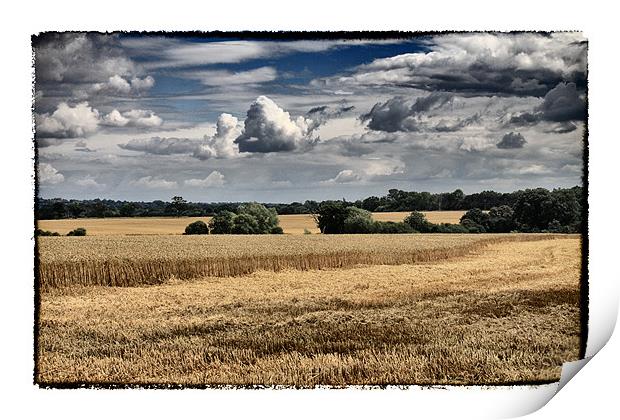 Clouds & Corn Print by peter tachauer