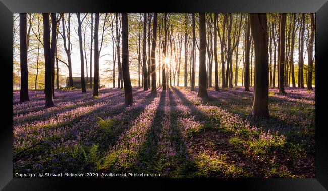 Bluebell Sunrise Framed Print by Stewart Mckeown