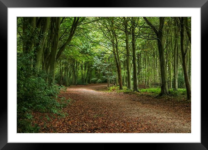 Bacton Woods Framed Mounted Print by Laura Rayner