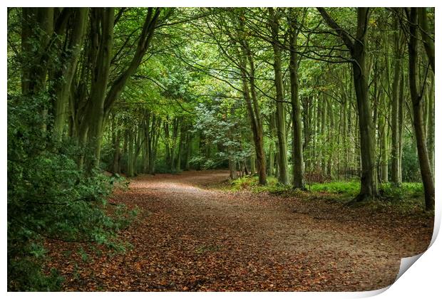 Bacton Woods Print by Laura Rayner