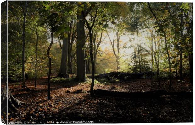 An Autumn Walk in Eastham woods Canvas Print by Photography by Sharon Long 
