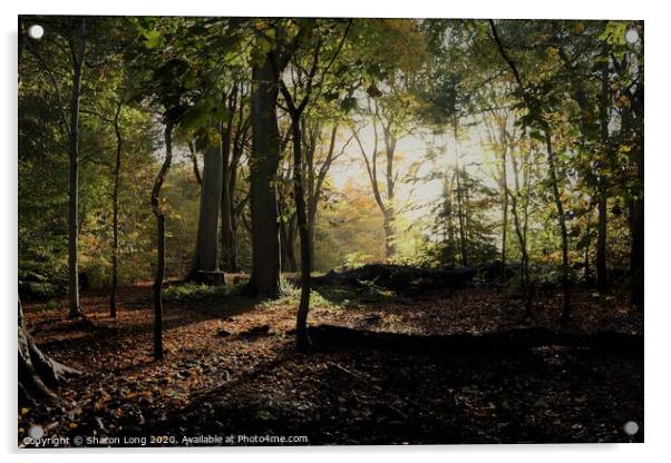 An Autumn Walk in Eastham woods Acrylic by Photography by Sharon Long 