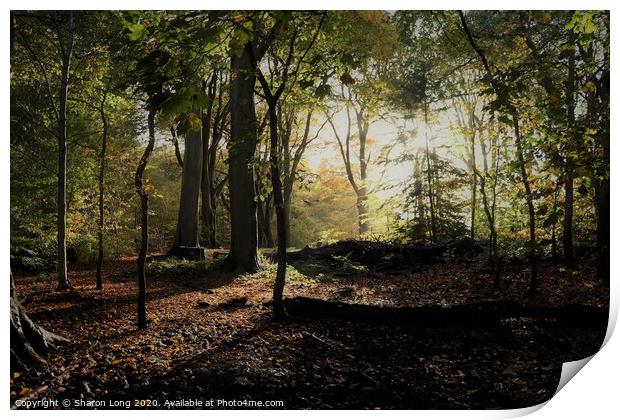 An Autumn Walk in Eastham woods Print by Photography by Sharon Long 