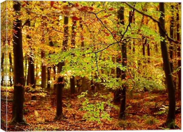 Leaves and trees Canvas Print by Simon Johnson