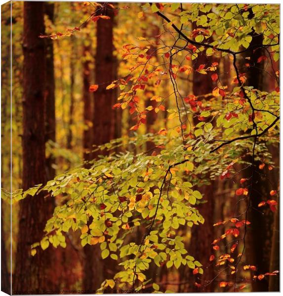 Beech Leaves and trees Canvas Print by Simon Johnson