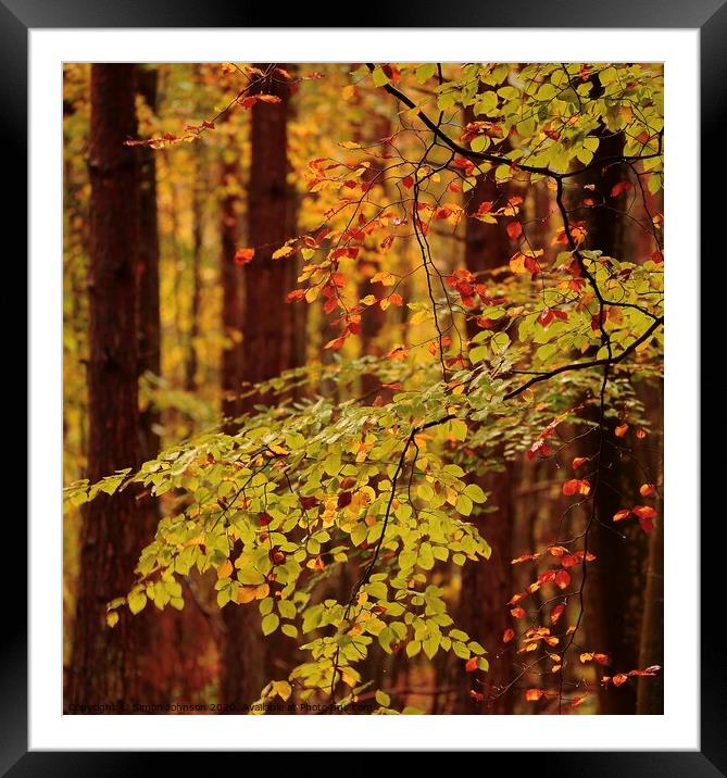 Beech Leaves and trees Framed Mounted Print by Simon Johnson
