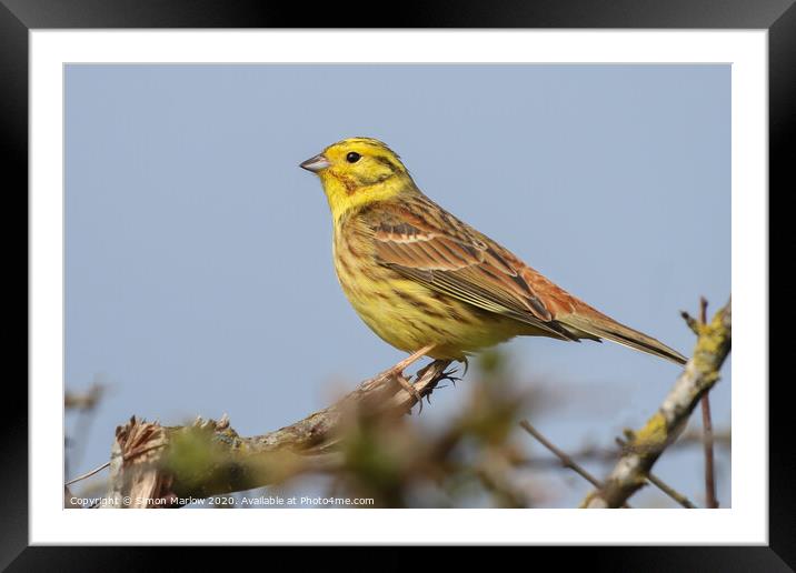 The beautiful colours and texture of a YellowHamme Framed Mounted Print by Simon Marlow