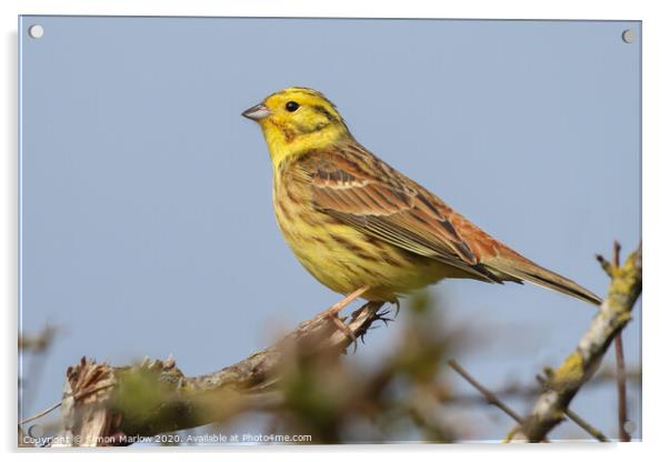 The beautiful colours and texture of a YellowHamme Acrylic by Simon Marlow