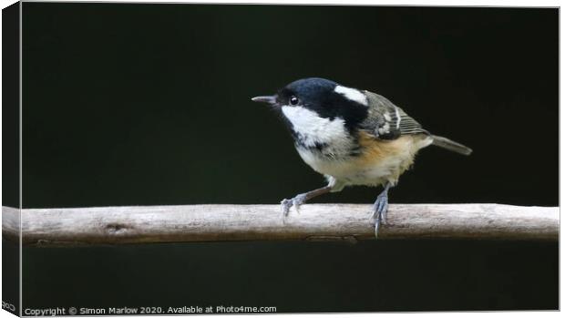 Coal Tit on a branch looking to the left Canvas Print by Simon Marlow