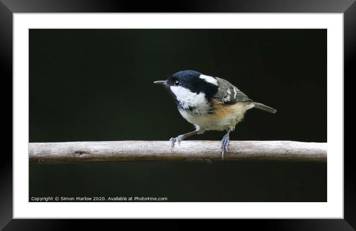 Coal Tit on a branch looking to the left Framed Mounted Print by Simon Marlow