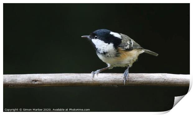 Coal Tit on a branch looking to the left Print by Simon Marlow