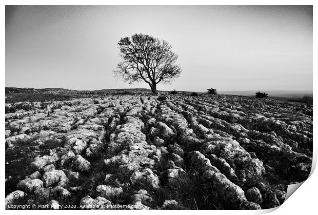 The Lone Tree  Print by Mark Parry