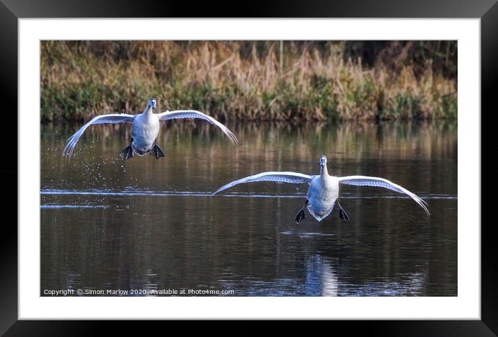 A pair of majestic Swans coming into land Framed Mounted Print by Simon Marlow