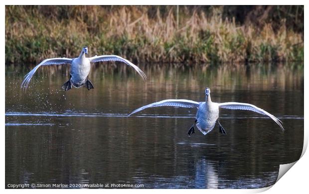 A pair of majestic Swans coming into land Print by Simon Marlow