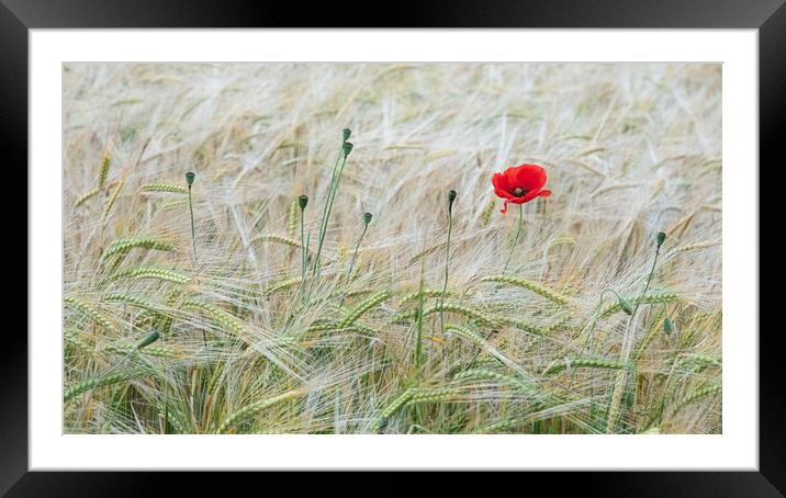 The Last Stand of the Poppy Framed Mounted Print by Roger Dutton