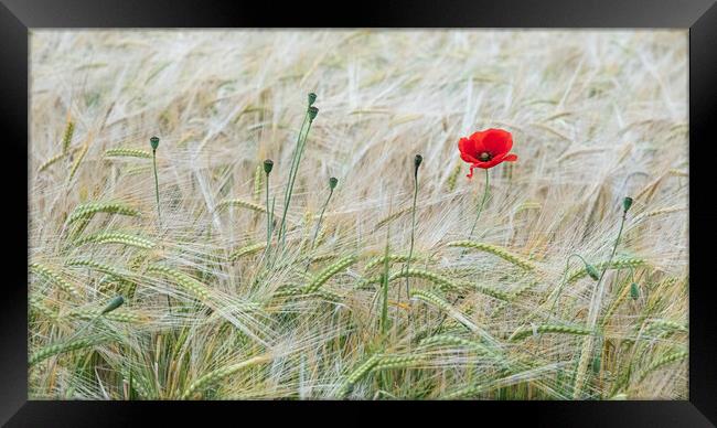 The Last Stand of the Poppy Framed Print by Roger Dutton