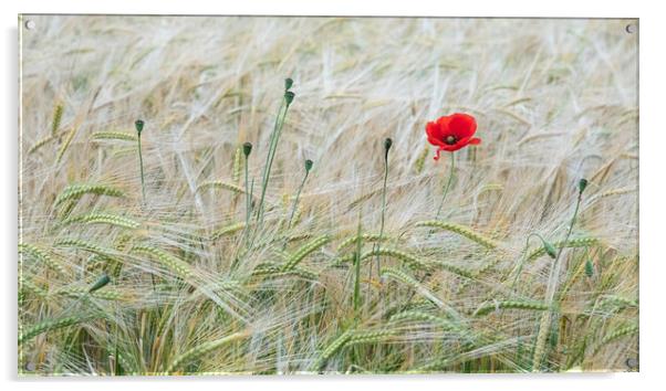 The Last Stand of the Poppy Acrylic by Roger Dutton