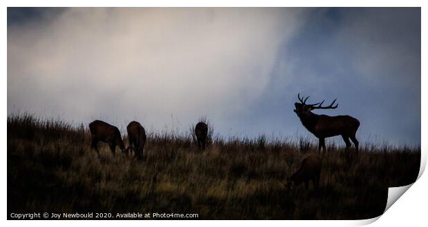 Red Deer Stag and females Print by Joy Newbould