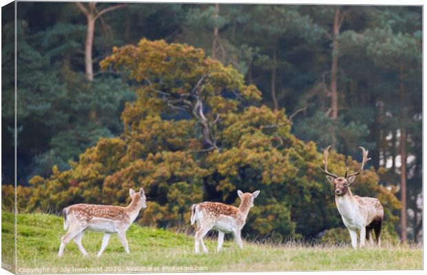Fallow Deer Buck with Does Canvas Print by Joy Newbould