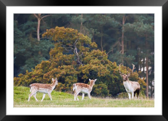 Fallow Deer Buck with Does Framed Mounted Print by Joy Newbould