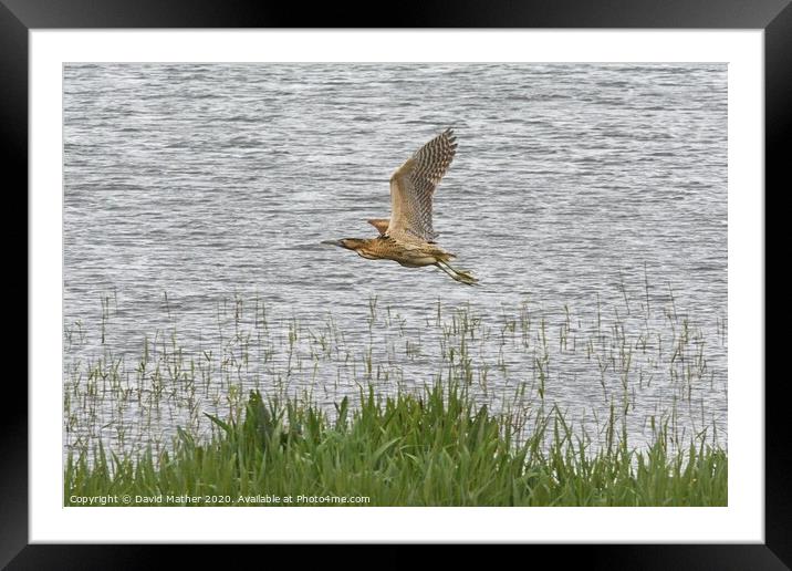 Bittern in flight Framed Mounted Print by David Mather