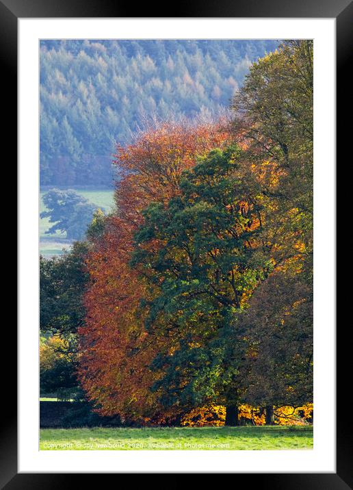 Autumn Trees  Framed Mounted Print by Joy Newbould