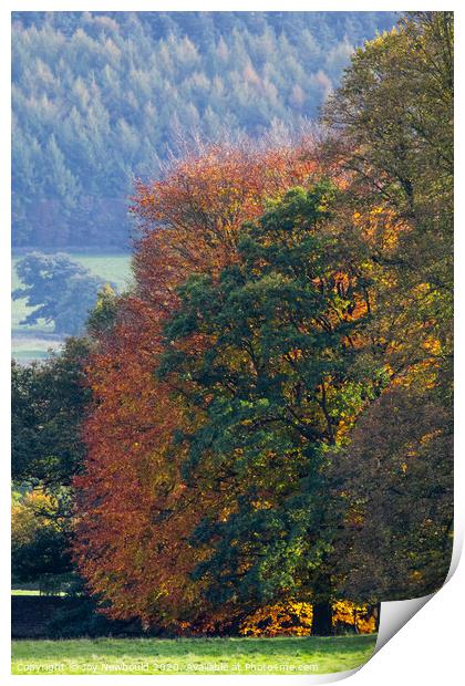 Autumn Trees  Print by Joy Newbould