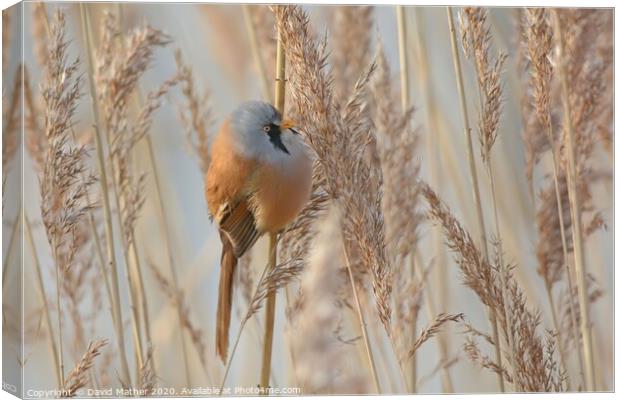 Bearded Tit in reedbed Canvas Print by David Mather